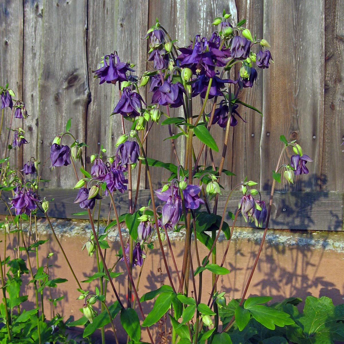 Aquilegia Comune Doppia – 30 Semi, Mix Colori, Fiori Doppi, Ombra, Facile da Coltivare, Alta Germinabilità, Non-GMO