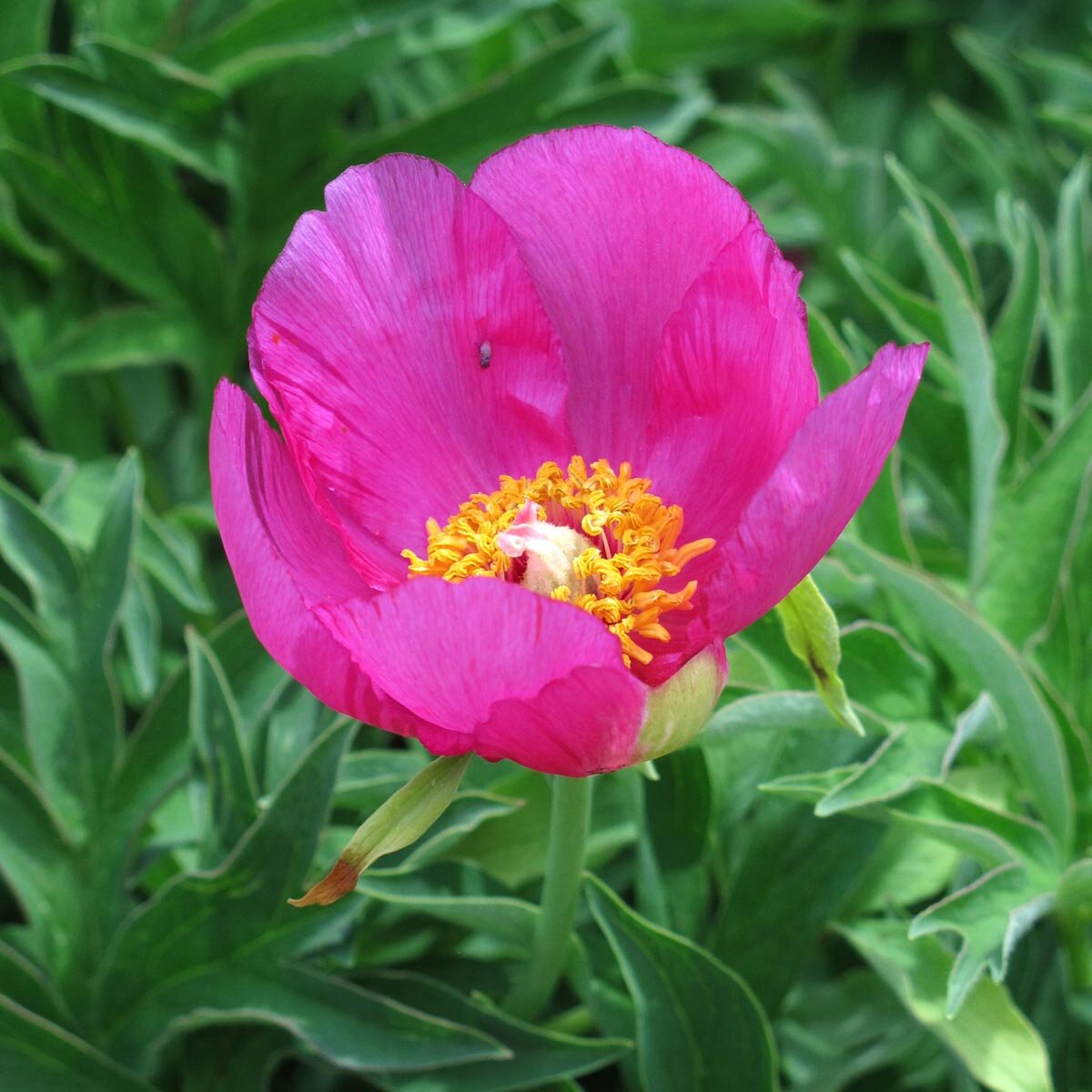 Peonia Selvatica - 10 Semi, Fiori Grandi, Elegante, Rara, Facile da Coltivare, Alta Germinabilità, Non-GMO