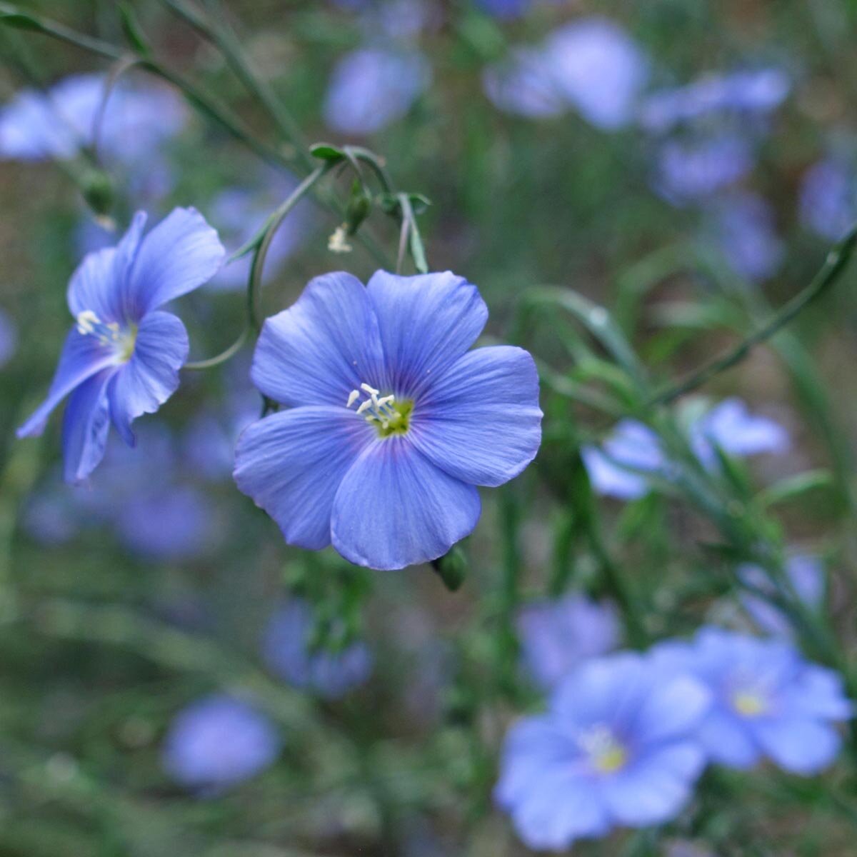 Lino Selvatico – 10 Semi, Fiori Azzurri, Insetti, Giardino, Facile da Coltivare, Alta Germinabilità, Non-GMO