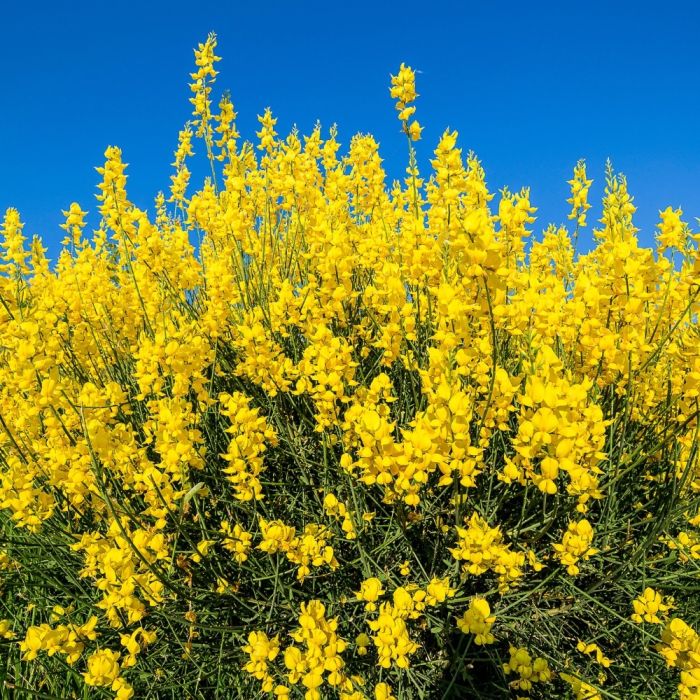 Ginestra di Spagna - 100 Semi, Fiori Grandi, Profumata, Scarpate, Facile da Coltivare, Alta Germinabilità, Non-GMO