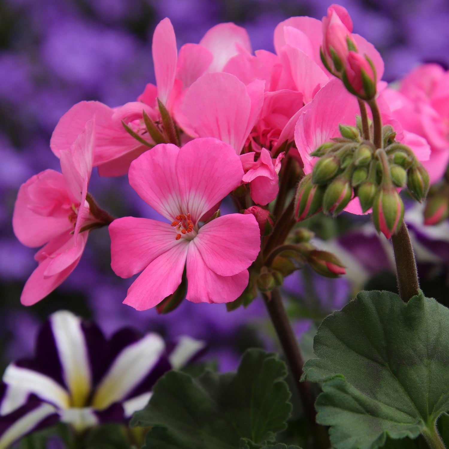 Geranium Large Flower Mix – 10 Seeds, Zonal Selection, Large Flower Umbels, Balcony Plants, Easy to Grow, High Germination, Non-GMO
