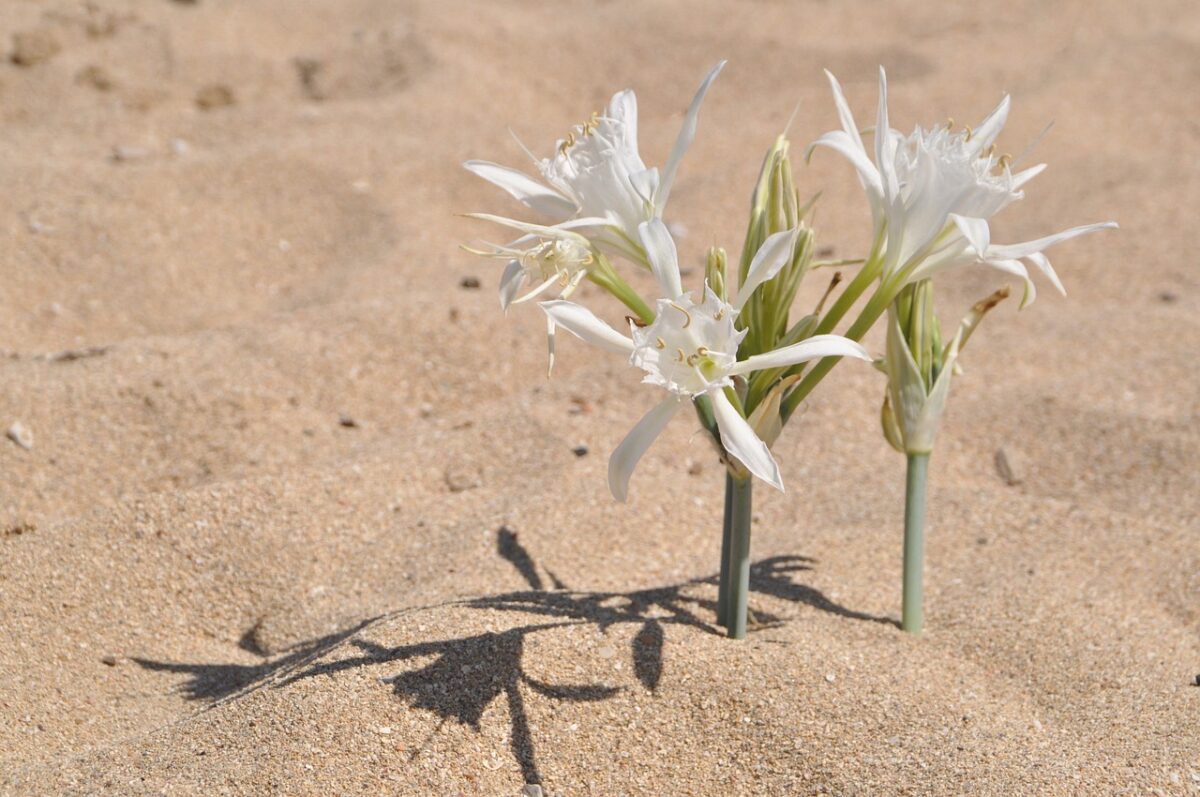 Giglio di Mare – 10 Semi, Fiori Bianchi, Costa, Sabbia, Facile da Coltivare, Alta Germinabilità, Non-GMO