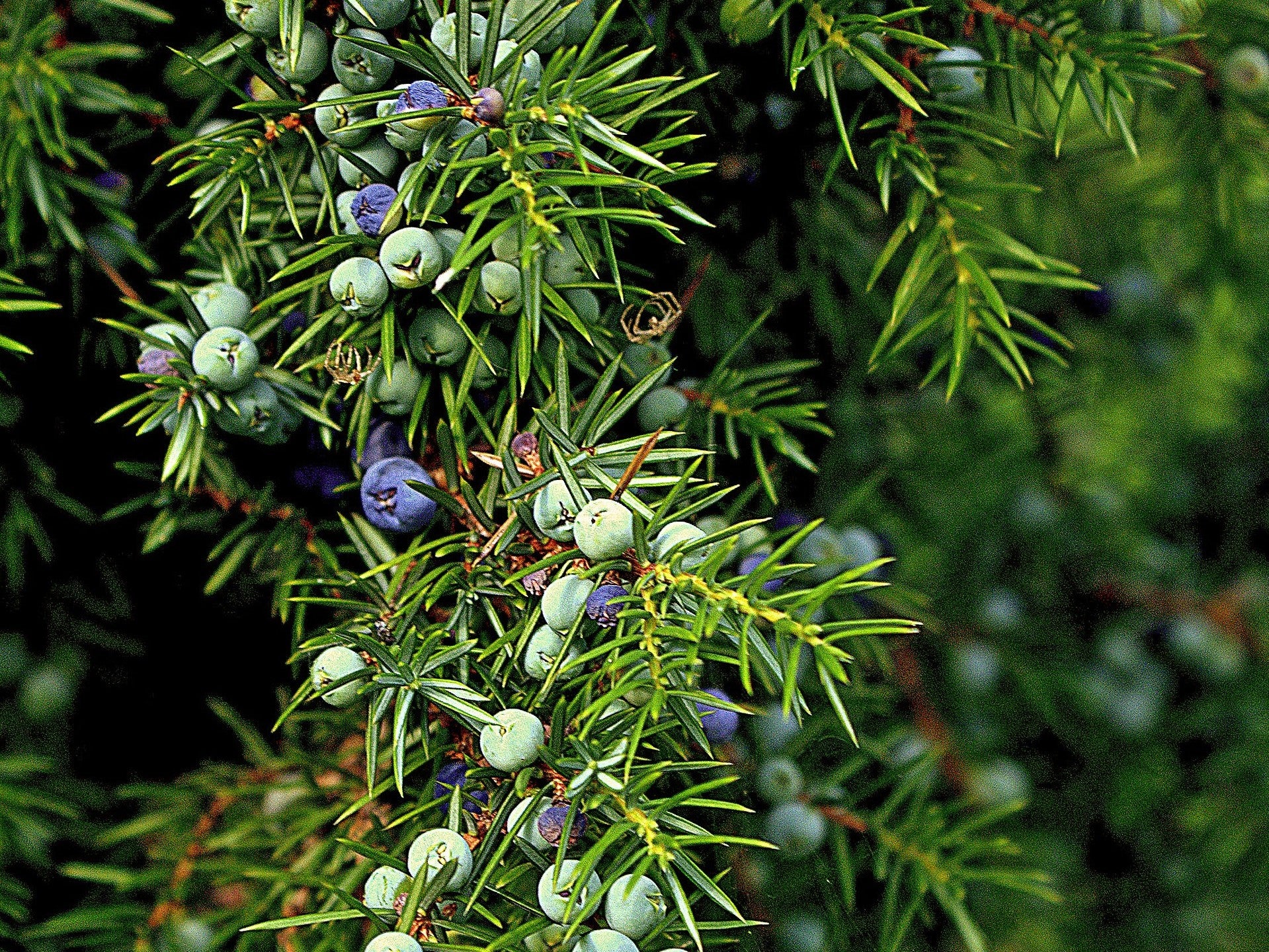 Ginepro Comune – 30 Semi, Bacche da Gin, Sempreverde, Esterno, Facile da Coltivare, Alta Germinabilità, Non-GMO