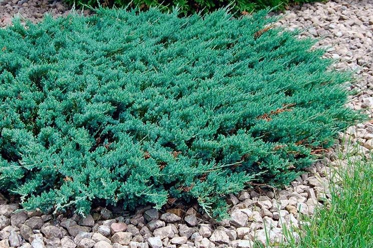 Ginepro Strisciante – 20 Semi, Coprisuolo, Giardino Roccioso, Esterno, Facile da Coltivare, Alta Germinabilità, Non-GMO