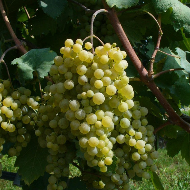 Semi di Uva Glera - 10 semi - Semi per Coltivare il Vero Prosecco in Casa, Sementi Non OGM per Vite Frizzante, Alta Germinazione