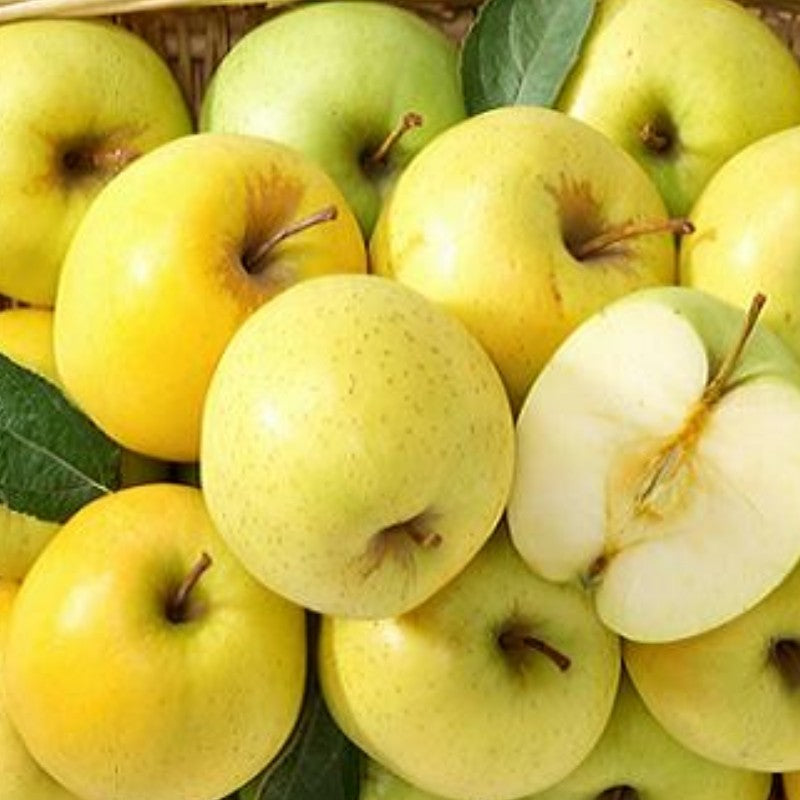 Melo Golden Delicious – 10 Semi, Colore Giallo, Polpa Succosa e Dolce, Maturazione Inizio Ottobre, Facile da Coltivare, Non-GMO