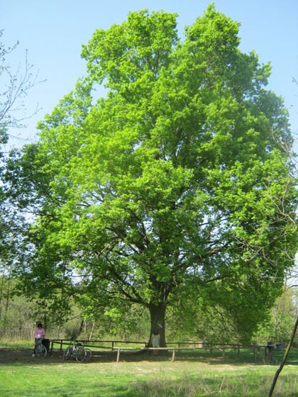 Farnia – 10 Semi, Grande Quercia, Maestosa, Parco, Facile da Coltivare, Alta Germinabilità, Non-GMO