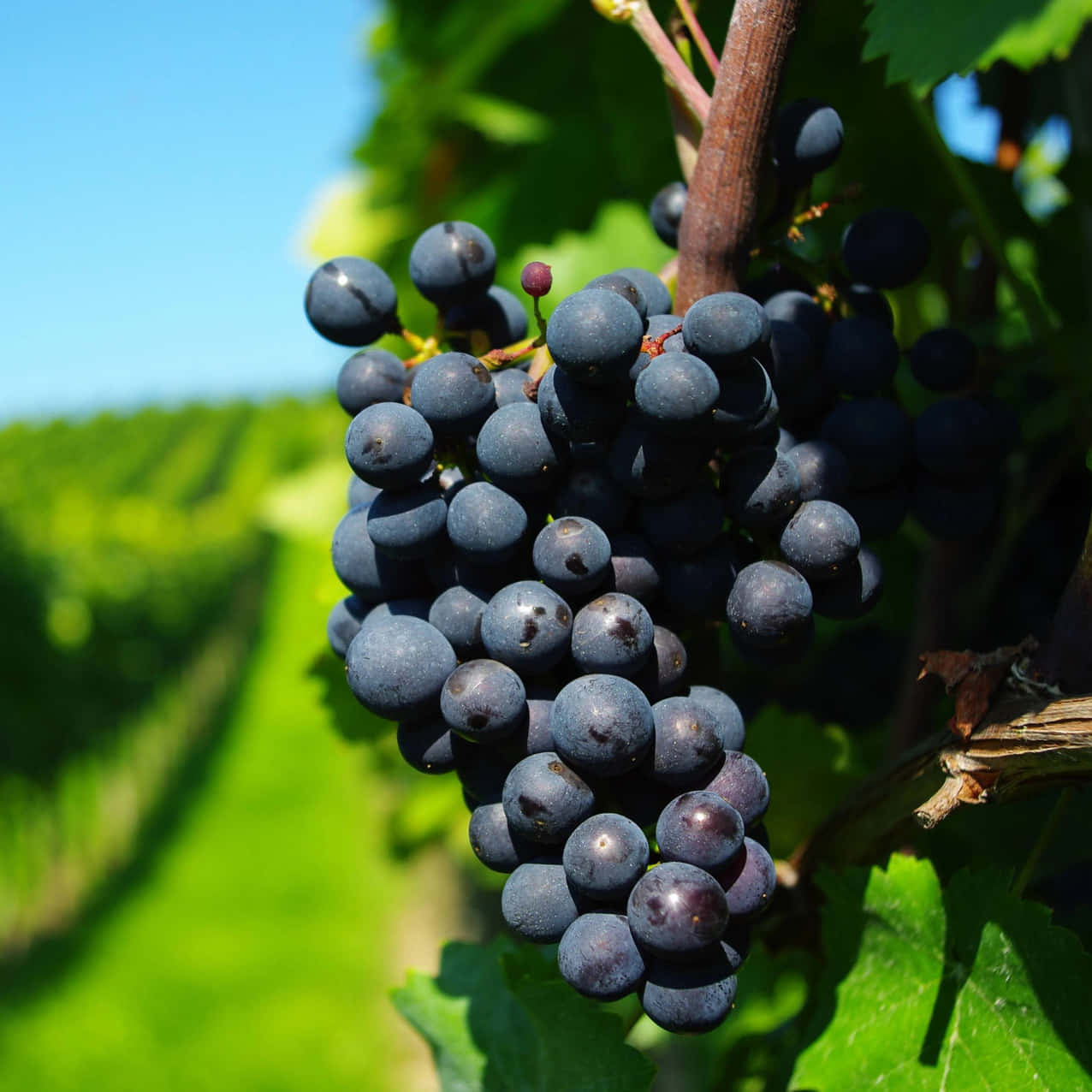 Semi di Pinot Nero - 10 semi - Semi di Uva per Vino Rosso Elegante, Sementi per Coltivazione Vite Biologica, Non OGM Alta Germinazione
