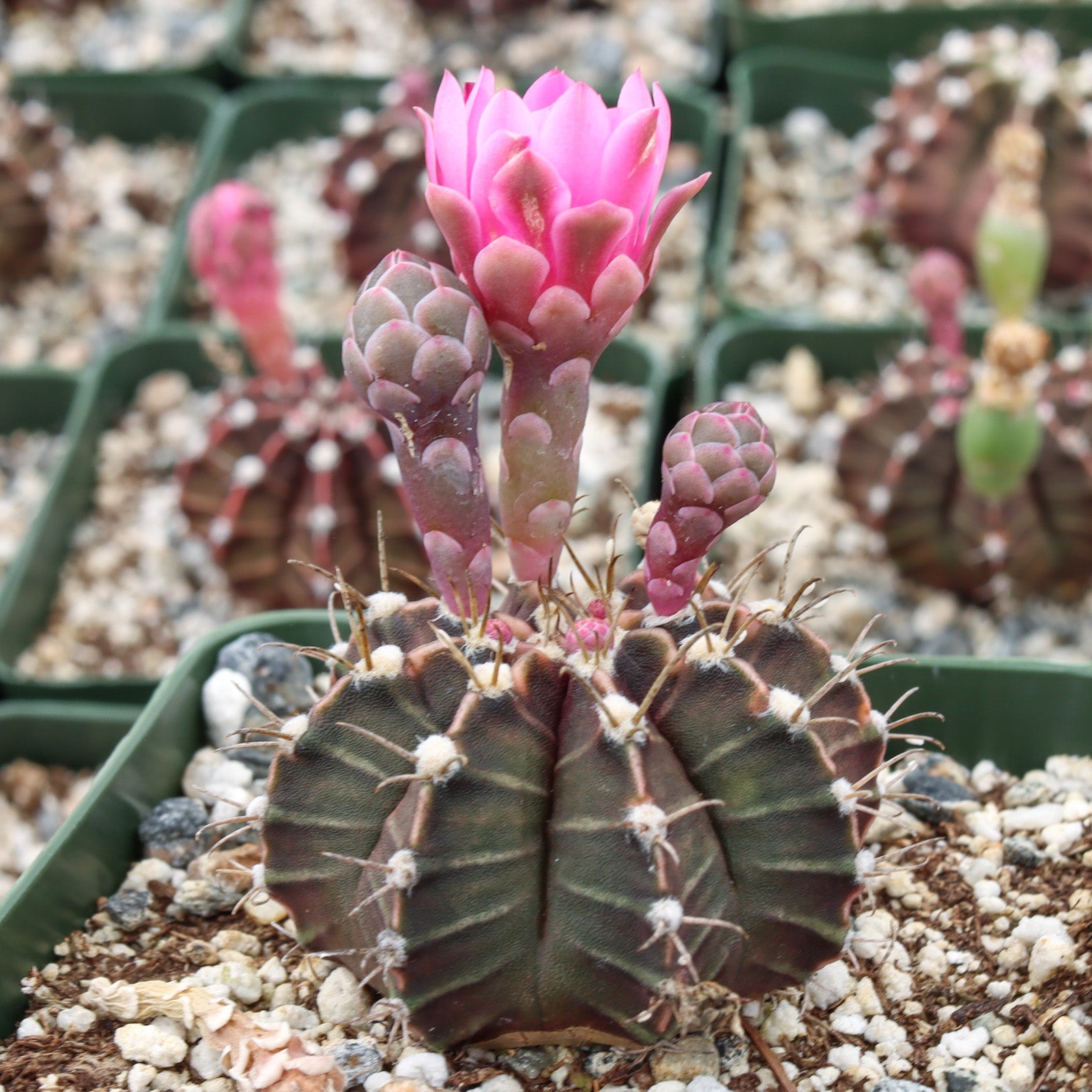 Gymnocalycium stenopleurum - 10 Semi – Alta Germinabilità, Varietà Selezionata, Non-GMO