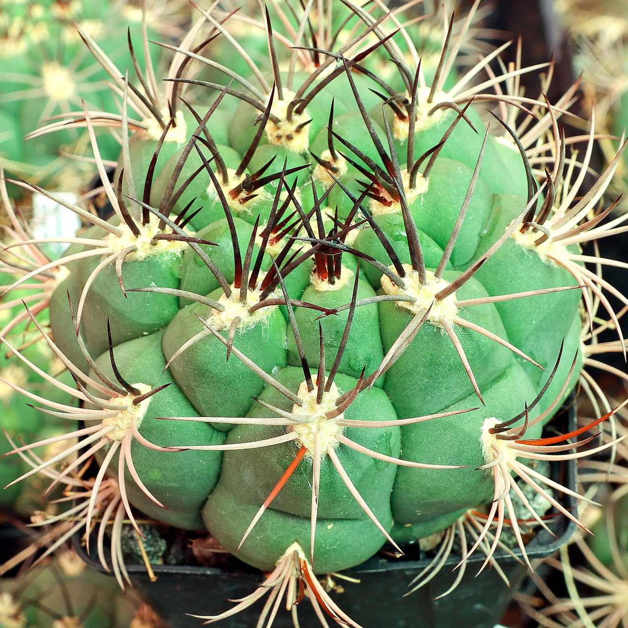 Gymnocalycium saglionis - 10 Seeds – High Germination, Selected Variety, Non-GMO