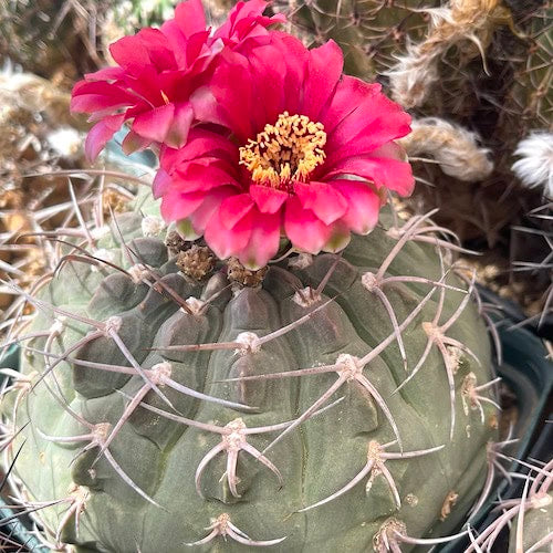 Gymnocalycium oenanthemum - 10 Seeds – High Germination, Selected Variety, Non-GMO