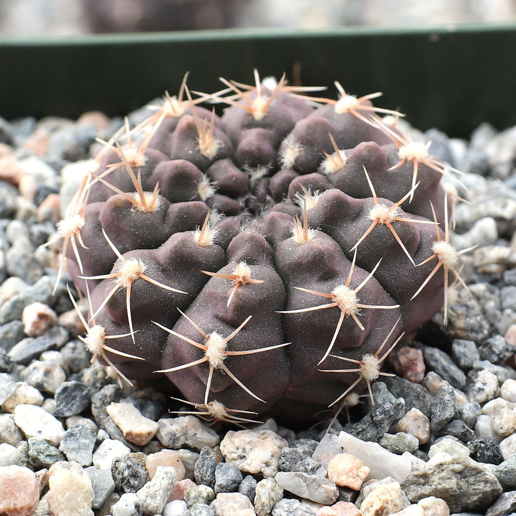Gymnocalycium taningaense - 10 Semi – Alta Germinabilità, Varietà Selezionata, Non-GMO
