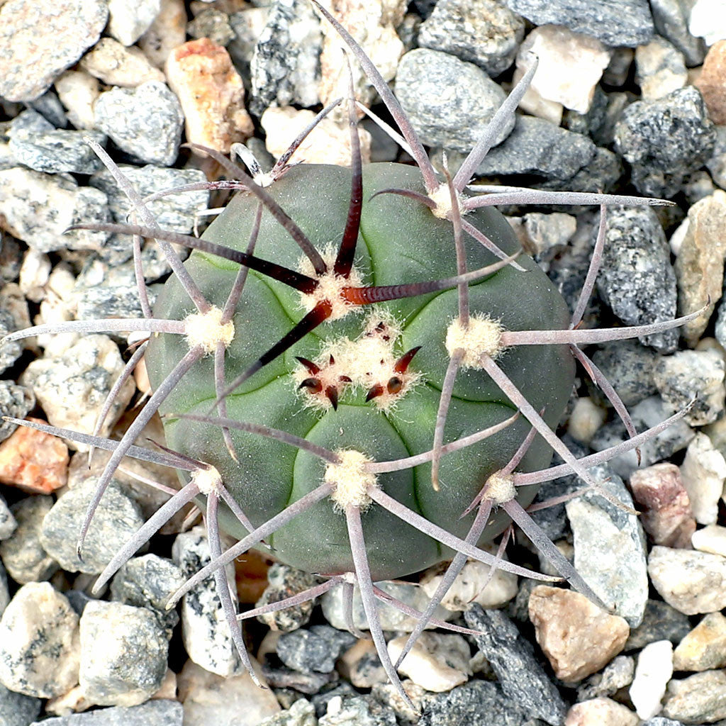 Gymnocalycium spegazzinii - 10 Seeds – High Germination, Selected Variety, Non-GMO