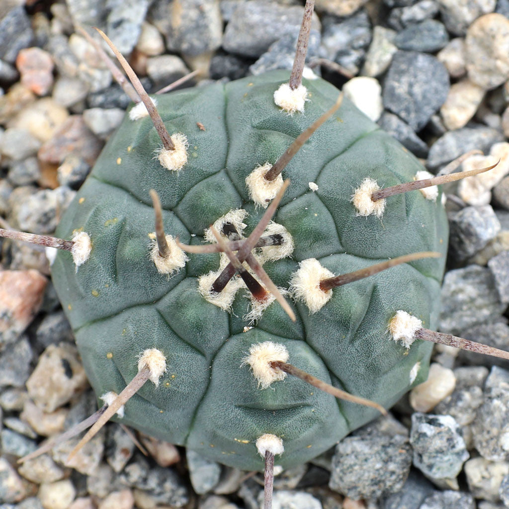Gymnocalycium ochoterenae - 10 Seeds – High Germination, Selected Variety, Non-GMO