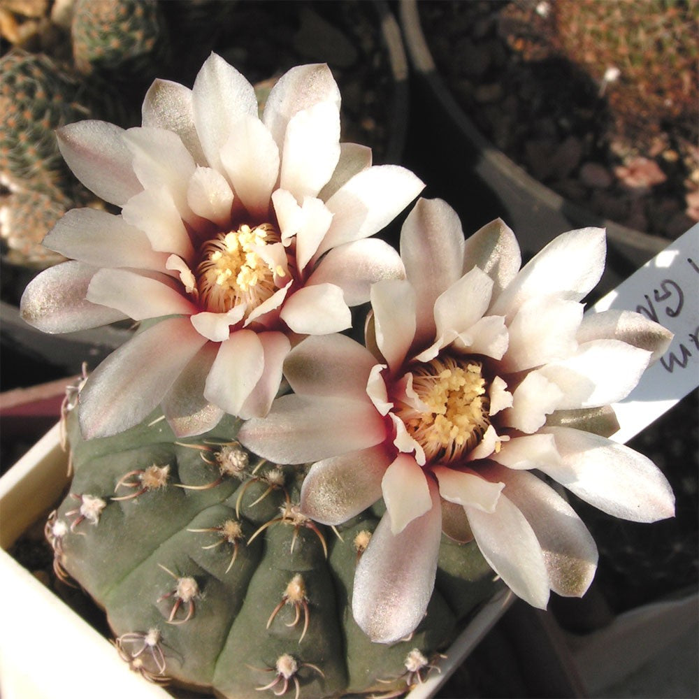Gymnocalycium robustum - 10 Semi – Alta Germinabilità, Varietà Selezionata, Non-GMO