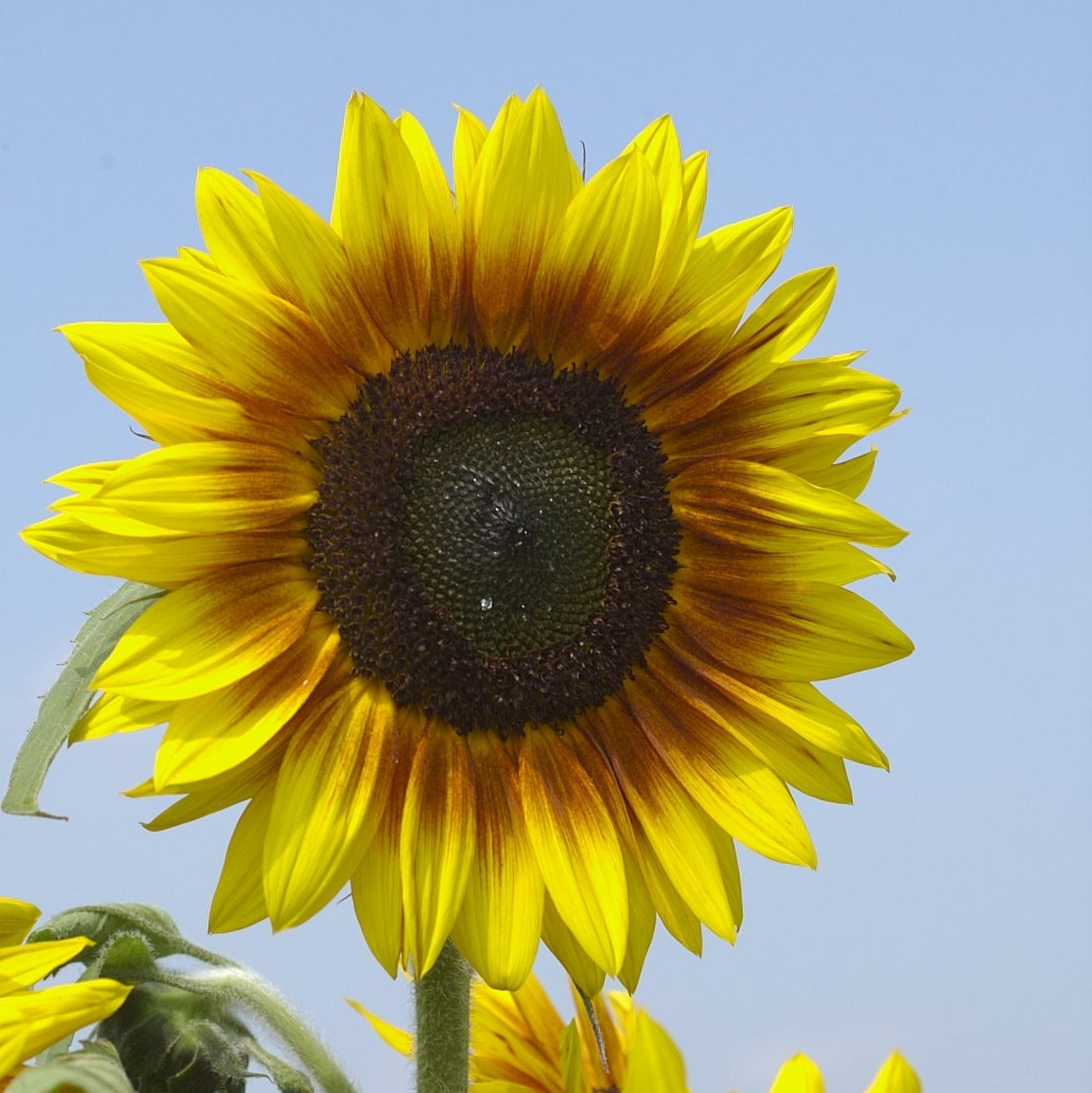 Girasole Solar Power – 30 semi – Multifiore, resistente, perfetto per siepi fiorite e giardini assolati