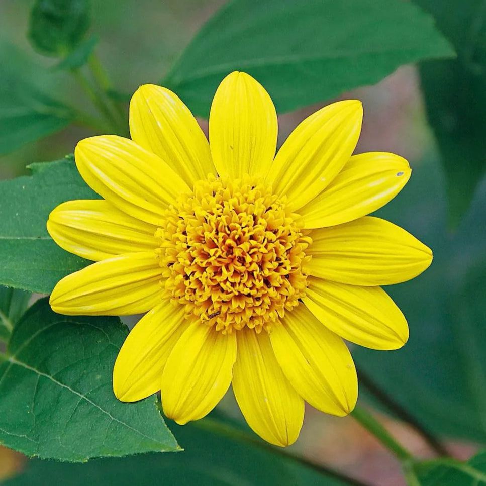Girasole Helianthus decapetalus – 30 semi – Perenne, fioritura estiva, adatto a mezz’ombra e naturalizzazione