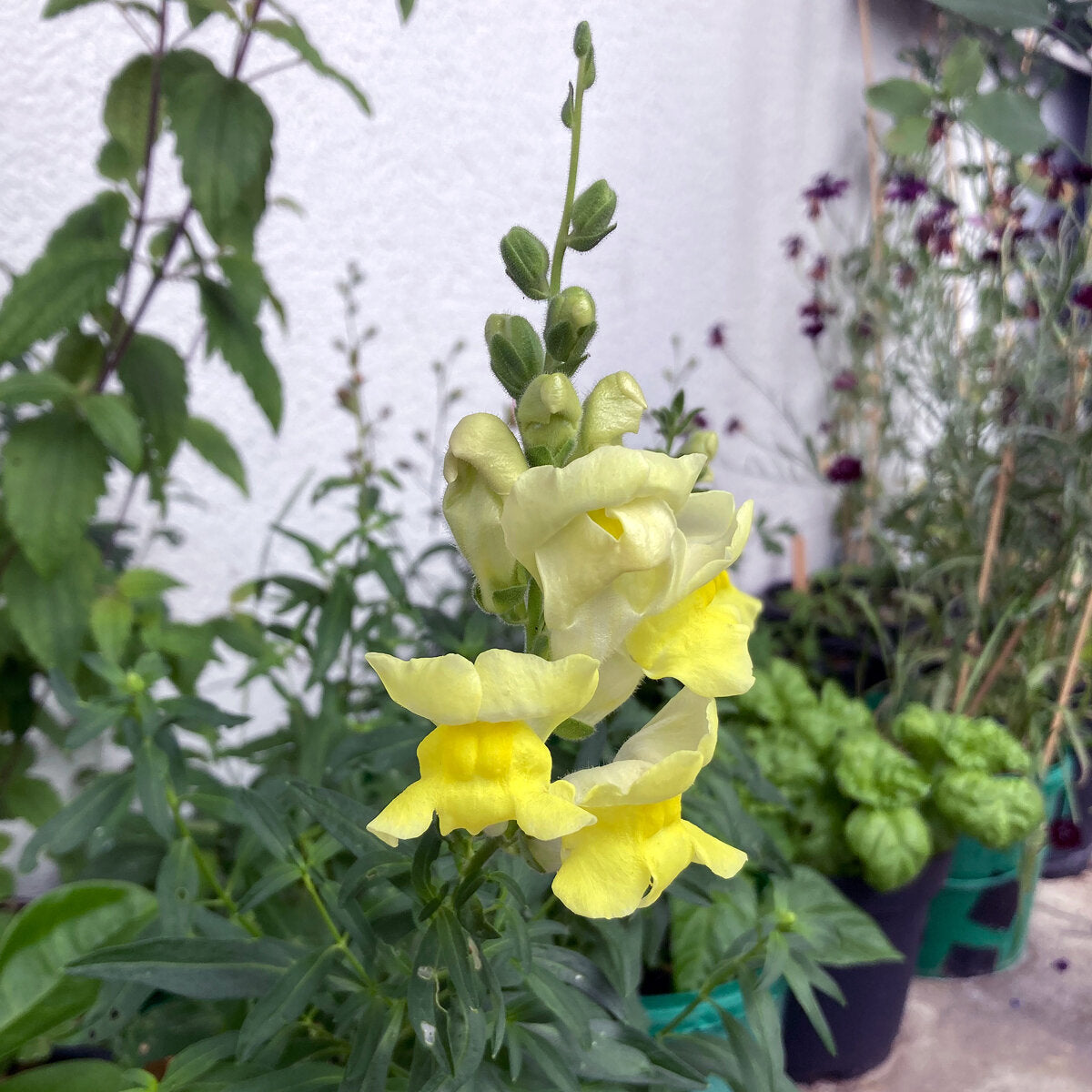 Bocca di Leone Canary Bird – 30 Semi, Giallo Canarino, Luminoso, Giardino, Facile da Coltivare, Alta Germinabilità, Non-GMO