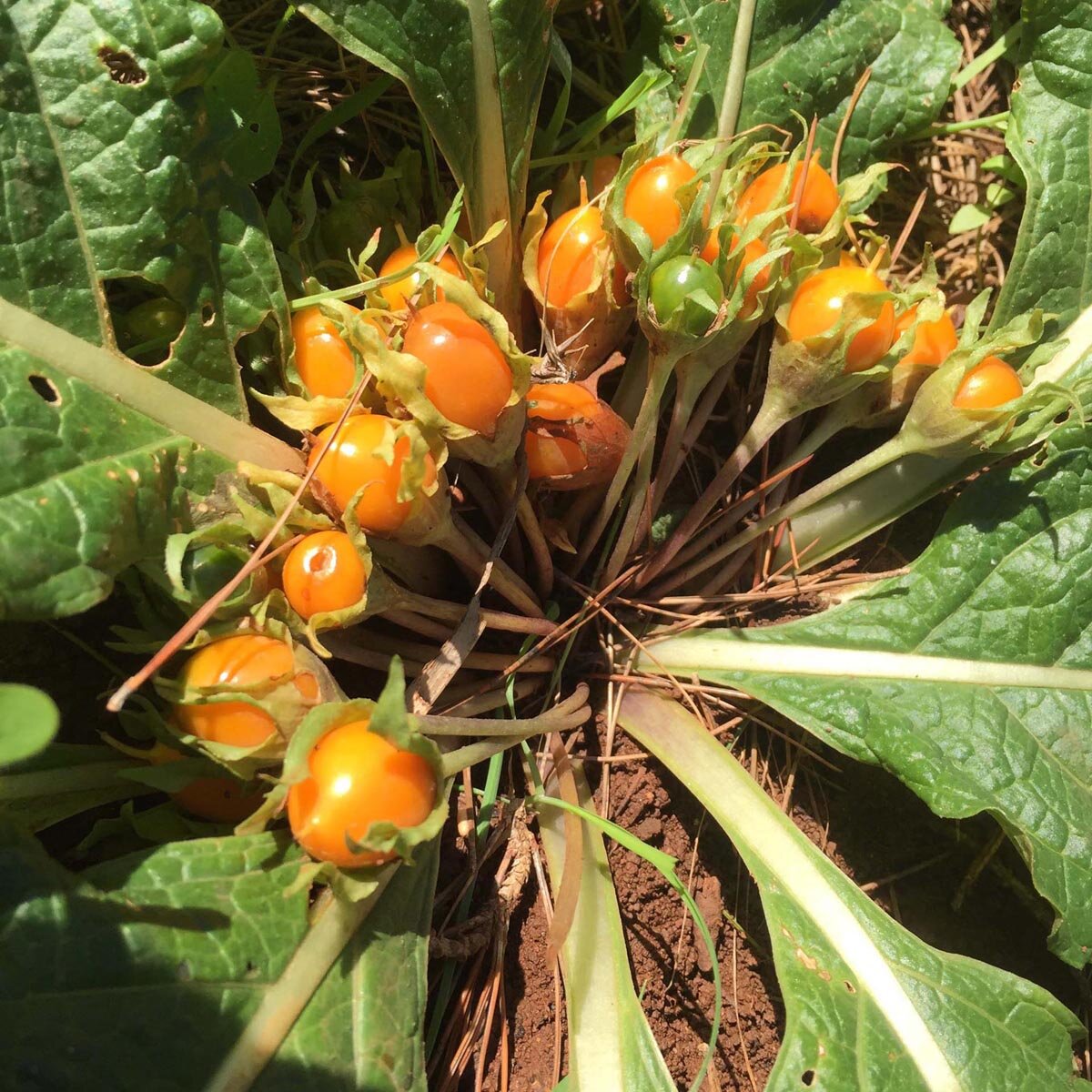 Mandragora – 10 Semi, Pianta Esoterica, Radice, Raro, Facile da Coltivare, Alta Germinabilità, Non-GMO