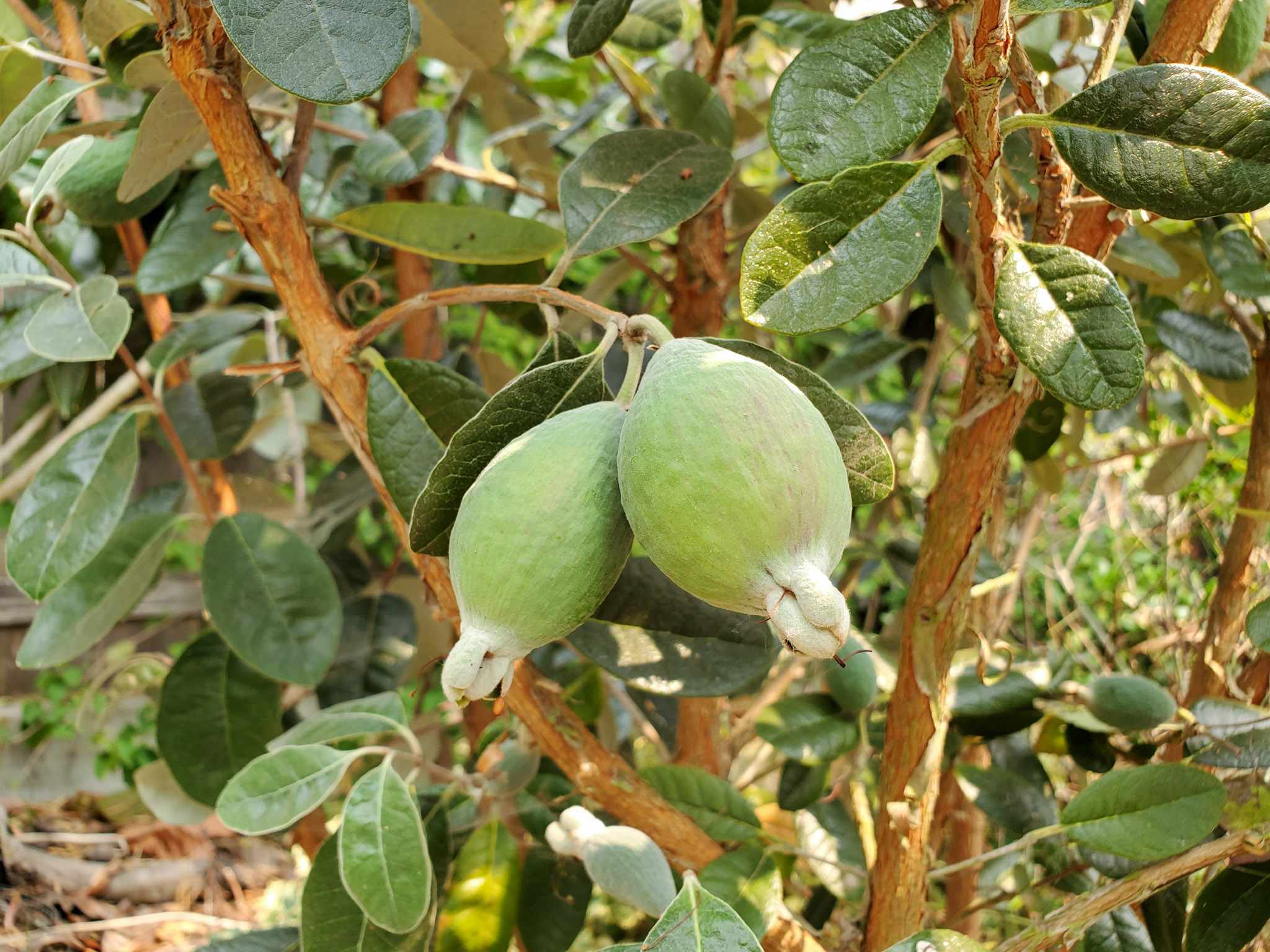 Feijoa (Guava Ananas) – 10 Semi, Aroma Ananas, Resistente al Gelo, Siepe, Facile da Coltivare, Alta Germinabilità, Non-GMO