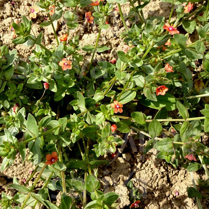 Centocchio Rosso – 10 Semi, Fiori Rossi, Agricoltura, Orto, Facile da Coltivare, Alta Germinabilità, Non-GMO
