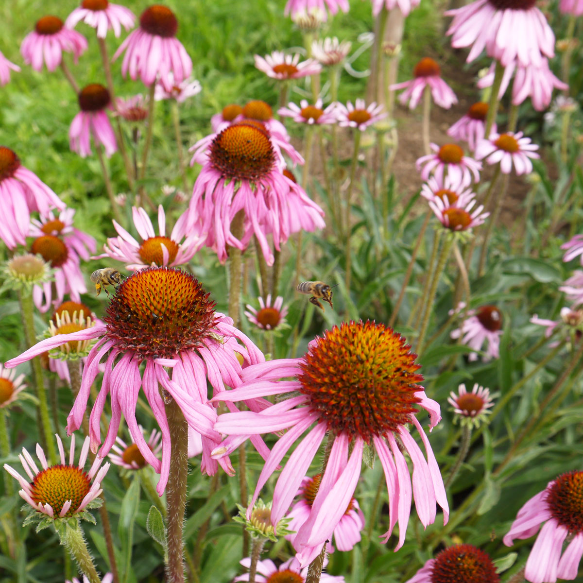 Echinacea Angustifolia – 10 Semi, Difese Immunitarie, Fiori, Facile da Coltivare, Alta Germinabilità, Non-GMO