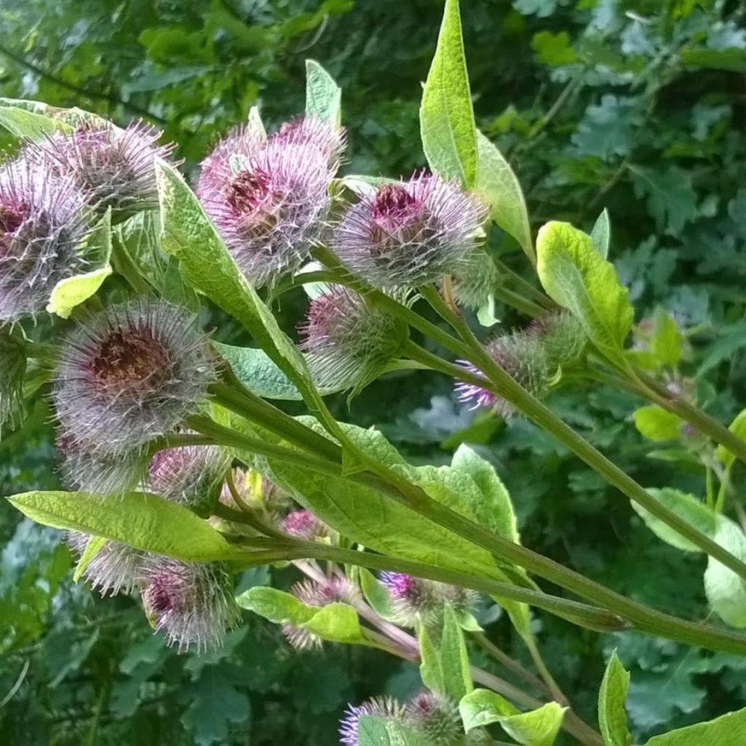 Bardana Minore – 10 Semi, Depurativa, Officinale, Campo, Facile da Coltivare, Alta Germinabilità, Non-GMO
