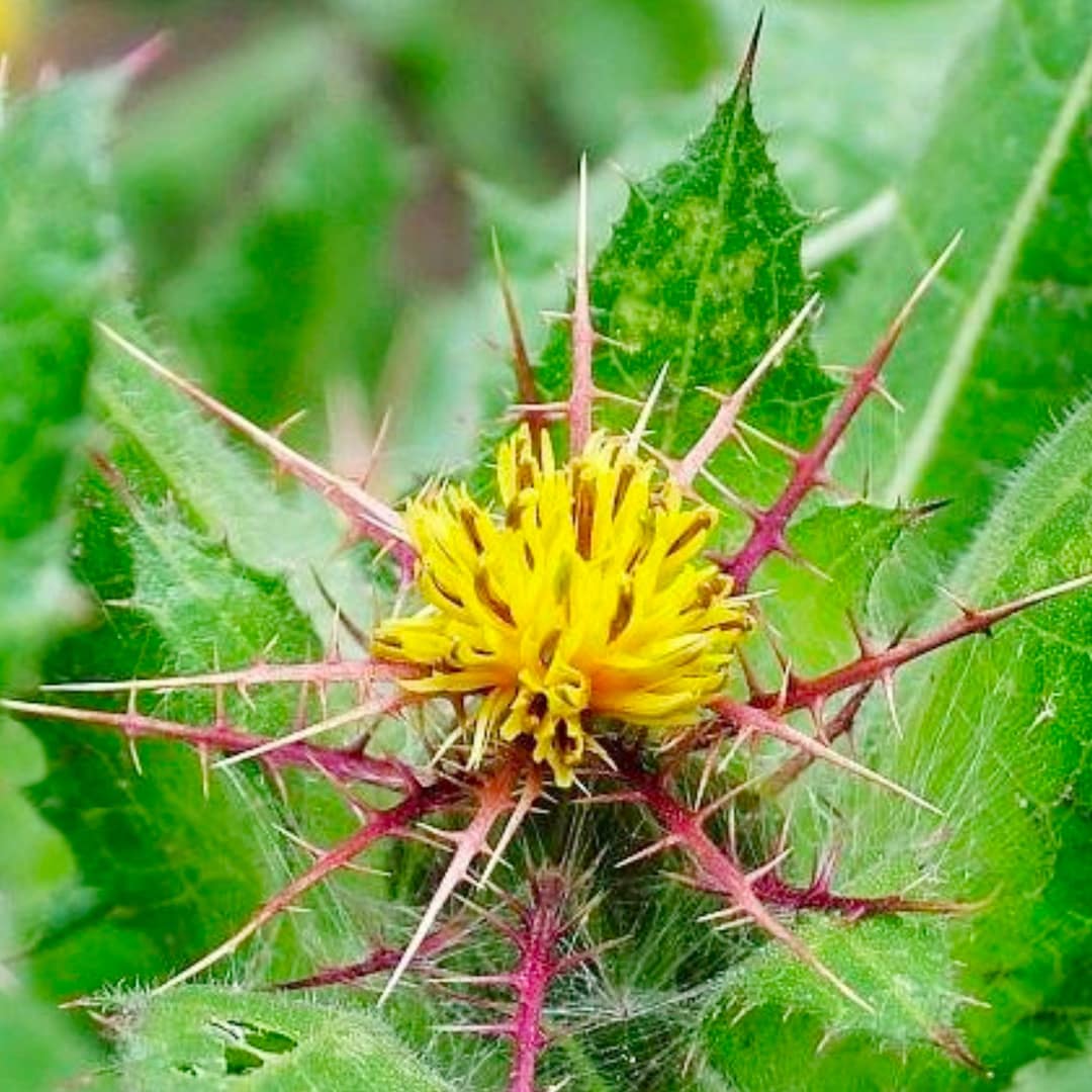 Cardo Benedetto – 10 Semi, Amaro Tonico, Officinale, Orto, Facile da Coltivare, Alta Germinabilità, Non-GMO