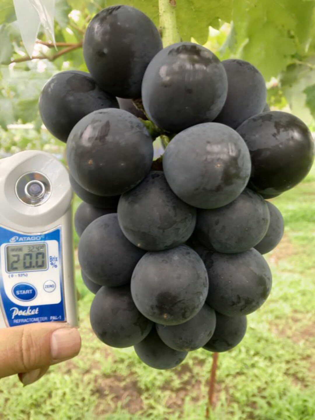 Japanese Giant Grape – 10 Seeds, Huge Grapes, Sweet, Rare Variety, Easy to Grow, High Germination, Non-GMO