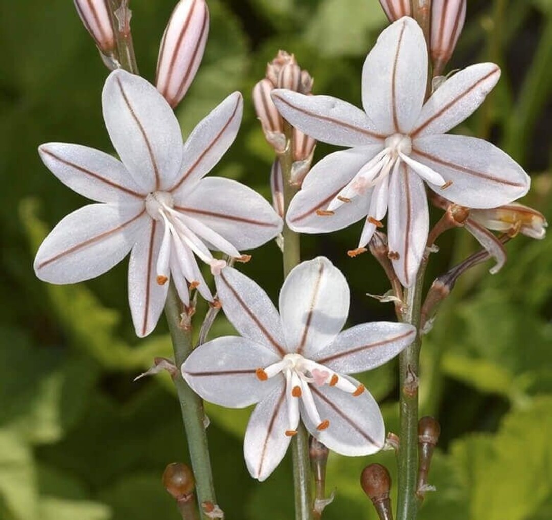 Asfodelo – 10 Semi, Fiori Bianchi, Restauro, Mediterraneo, Facile da Coltivare, Alta Germinabilità, Non-GMO