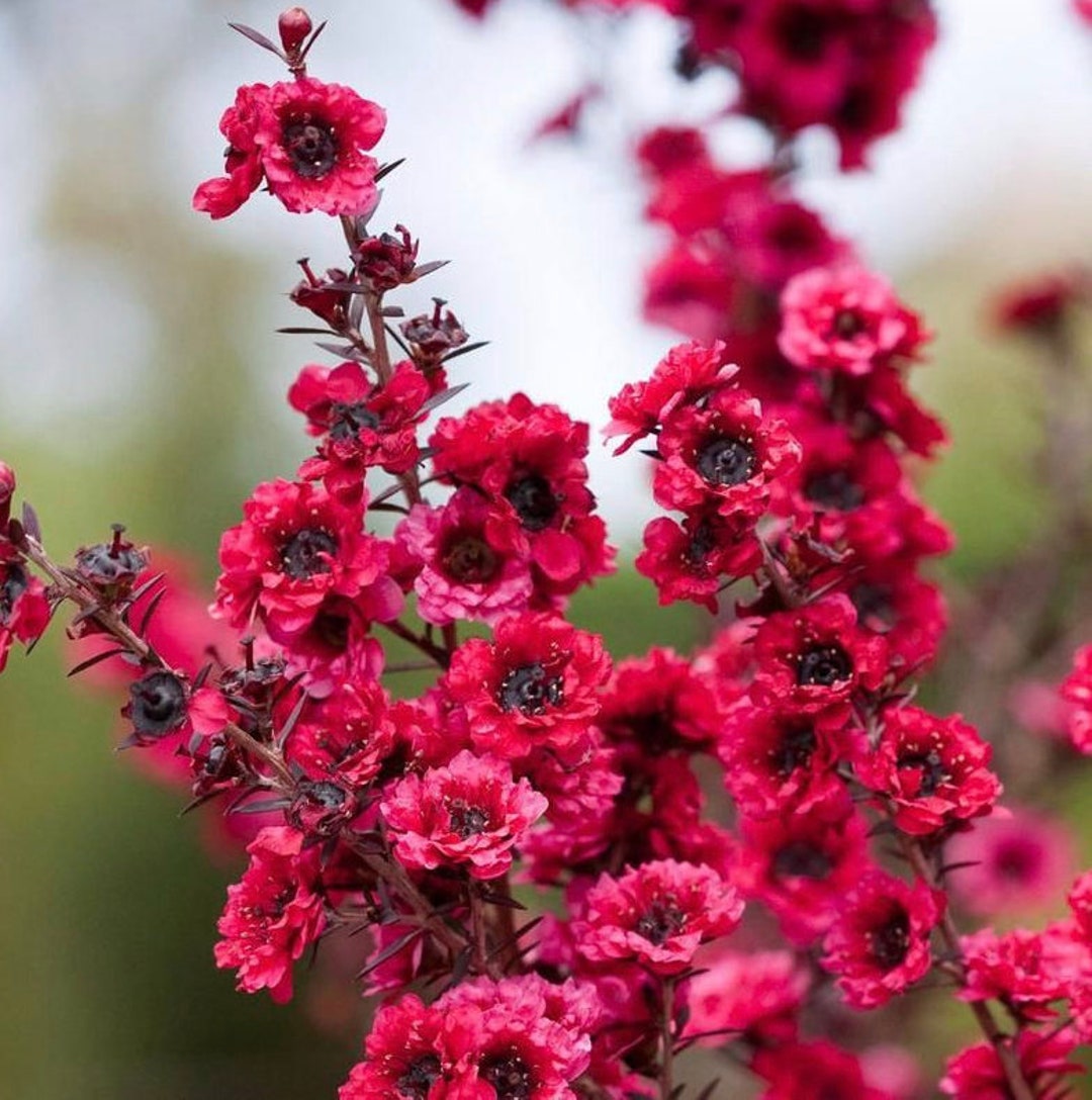 10 Semi di Tea tree spinoso Leptospermum continentale – Semi Freschi, Alta Germinabilità, No-GMO