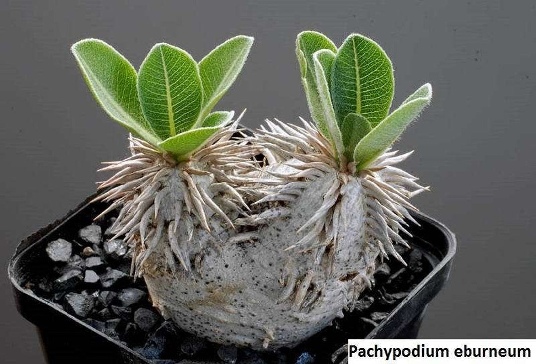 Pachypodium eburneum - 10 Semi – Alta Germinabilità, Varietà Selezionata, Non-GMO