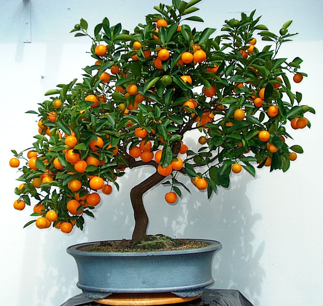 Mandarino Tachibana – 10 Semi, Specie Selvatica, Raro, Bonsai, Facile da Coltivare, Alta Germinabilità, Non-GMO