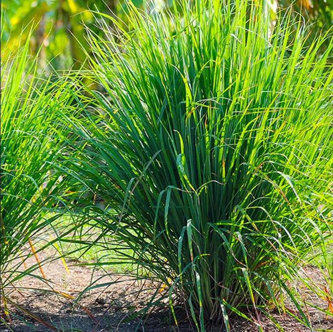 10 Semi di Citronella - Semi Freschi, Alta Germinabilità, No-GMO