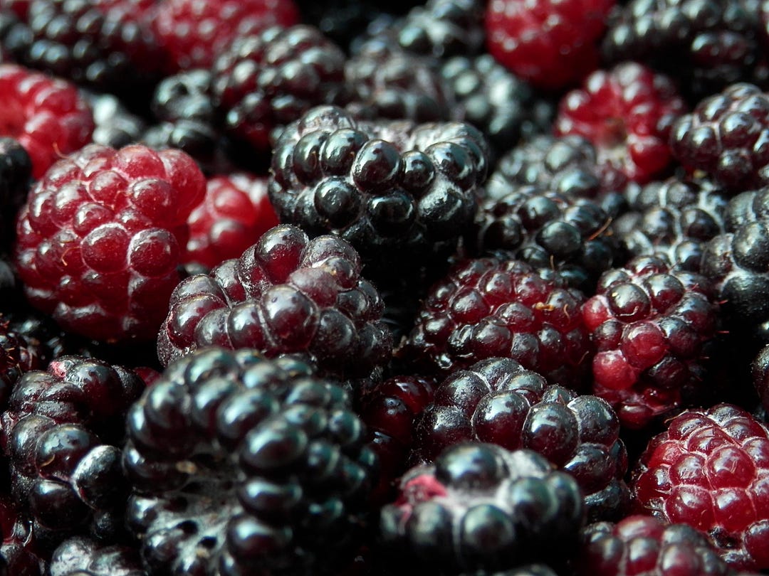 10 Semi di Lampone nero Rubus occidentalis – Semi Freschi, Alta Germinabilità, No-GMO