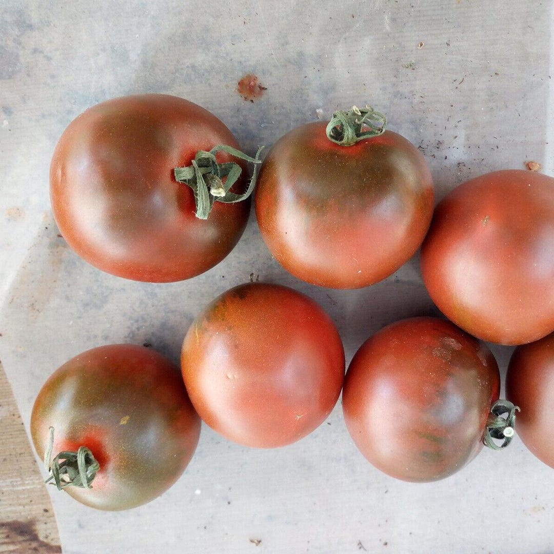 50 Semi di Pomodoro Camone Solanum lycopersicum Camone – Semi Freschi, Alta Germinabilità, No-GMO