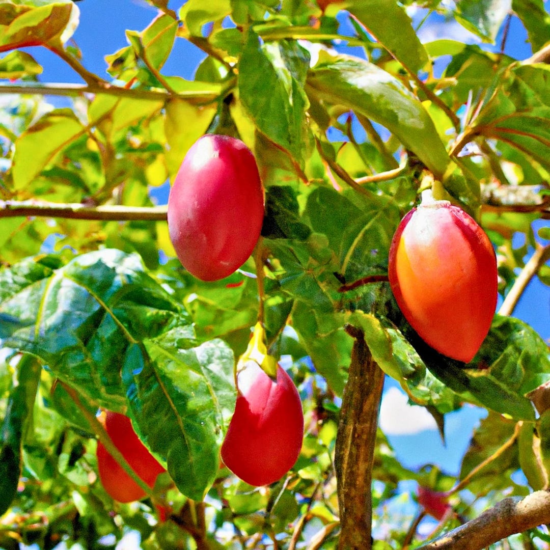 10 Semi di Tamarillo rosso – Semi Freschi, Alta Germinabilità, No-GMO