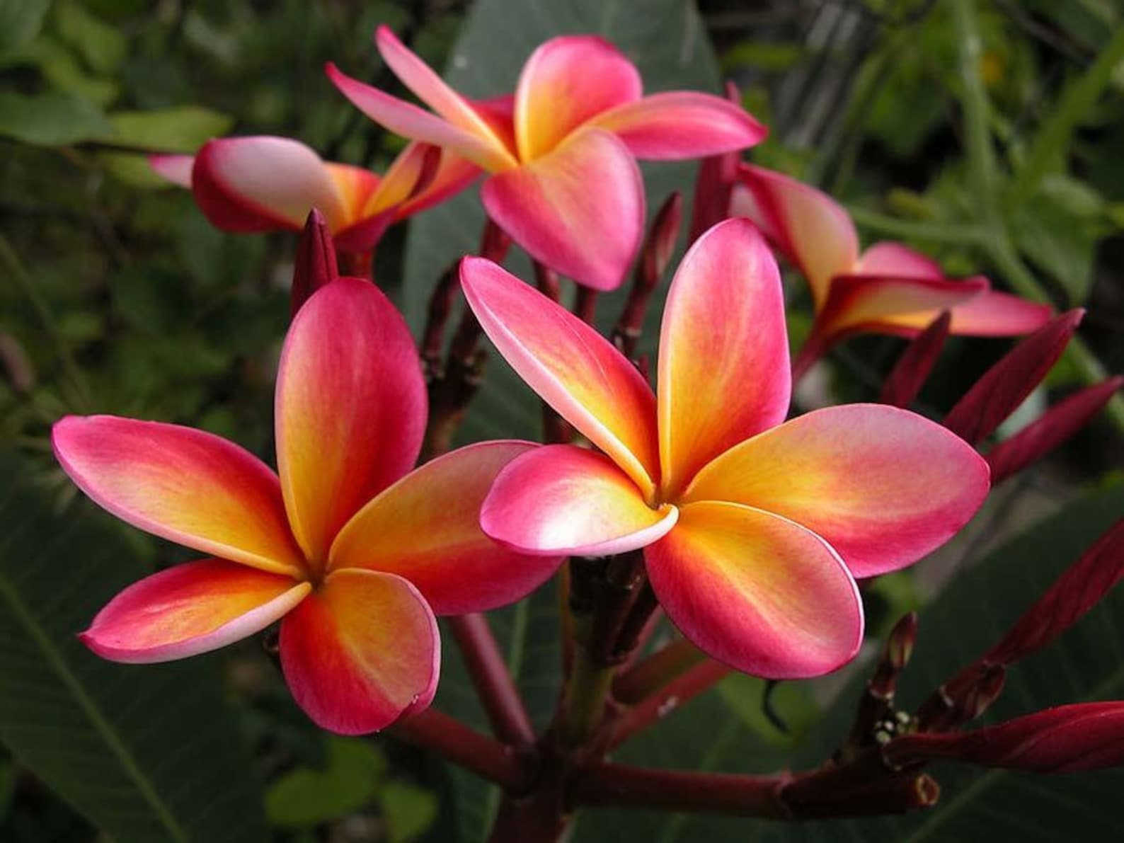 Plumeria rubra – 10 Seeds, Fragrant Flowers, Red Variety, Ornamental, Easy to Grow, High Germination, Non-GMO