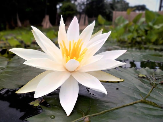 15 Semi di Ninfea Nymphaea Pubescens - Semi Freschi, Alta Germinabilità, No-GMO