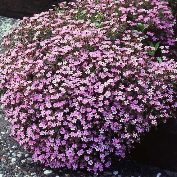 Saponaria – 10 Semi, Fiori Rosa, Detergente Natural, Roccia, Facile da Coltivare, Alta Germinabilità, Non-GMO