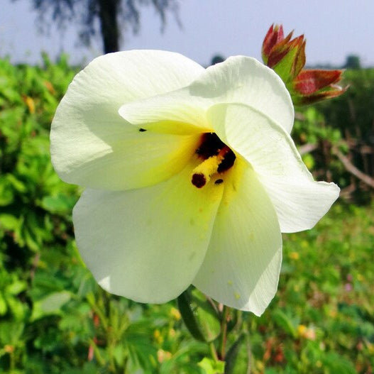 Abelmoschus Manihot – 10 Semi – Ibisco Commestibile, Foglie e Fiori Nutrienti, Crescita Veloce, Ricco di Vitamine