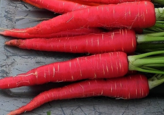 Carota Kyoto Red – 50 Semi, Rosso Seta, Lunga e Sottile, Tipica Giapponese, Facile da Coltivare, Alta Germinabilità, Non-GMO