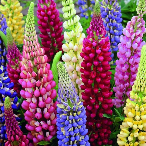 Lupin Perennial Mix – 10 Seeds, Tall Colorful Spikes, Elegant Structure, Perennial, Easy to Grow, High Germination, Non-GMO