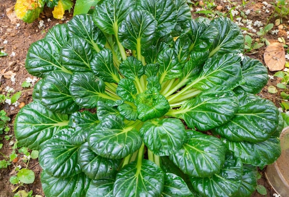 Cavolo Tatsoi – 10 Semi, Rosetta a Cucchiaio, Resistente al Freddo, Gusto Intenso, Facile da Coltivare, Alta Germinabilità, Non-GMO
