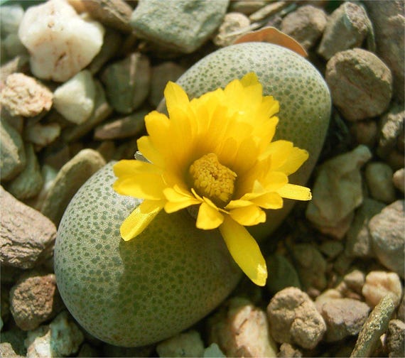 Tanquana - 10 Semi – Alta Germinabilità, Varietà Selezionata, Non-GMO
