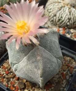 Gymnocalycium pugionacanthum - 10 Semi – Alta Germinabilità, Varietà Selezionata, Non-GMO