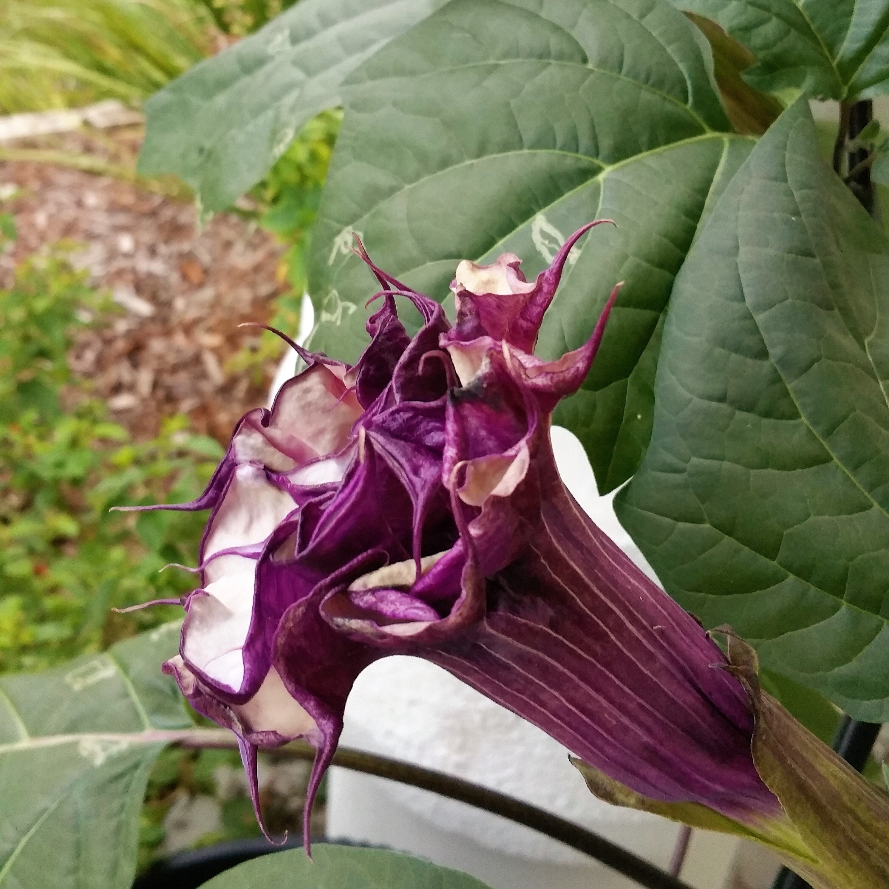 Doppia Datura Metel Viola – 15 Semi – Fiore Doppio Viola, Profumo Intenso, Pianta Ornamentale, Ideale per Vaso