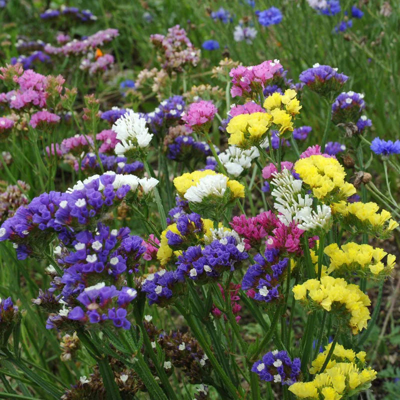 Statice Alto in Mix – 30 Semi – Cespugli Rami Rigidi, Fiori a Cime o Mazzetti, Usati Composizioni Fiori Secchi.