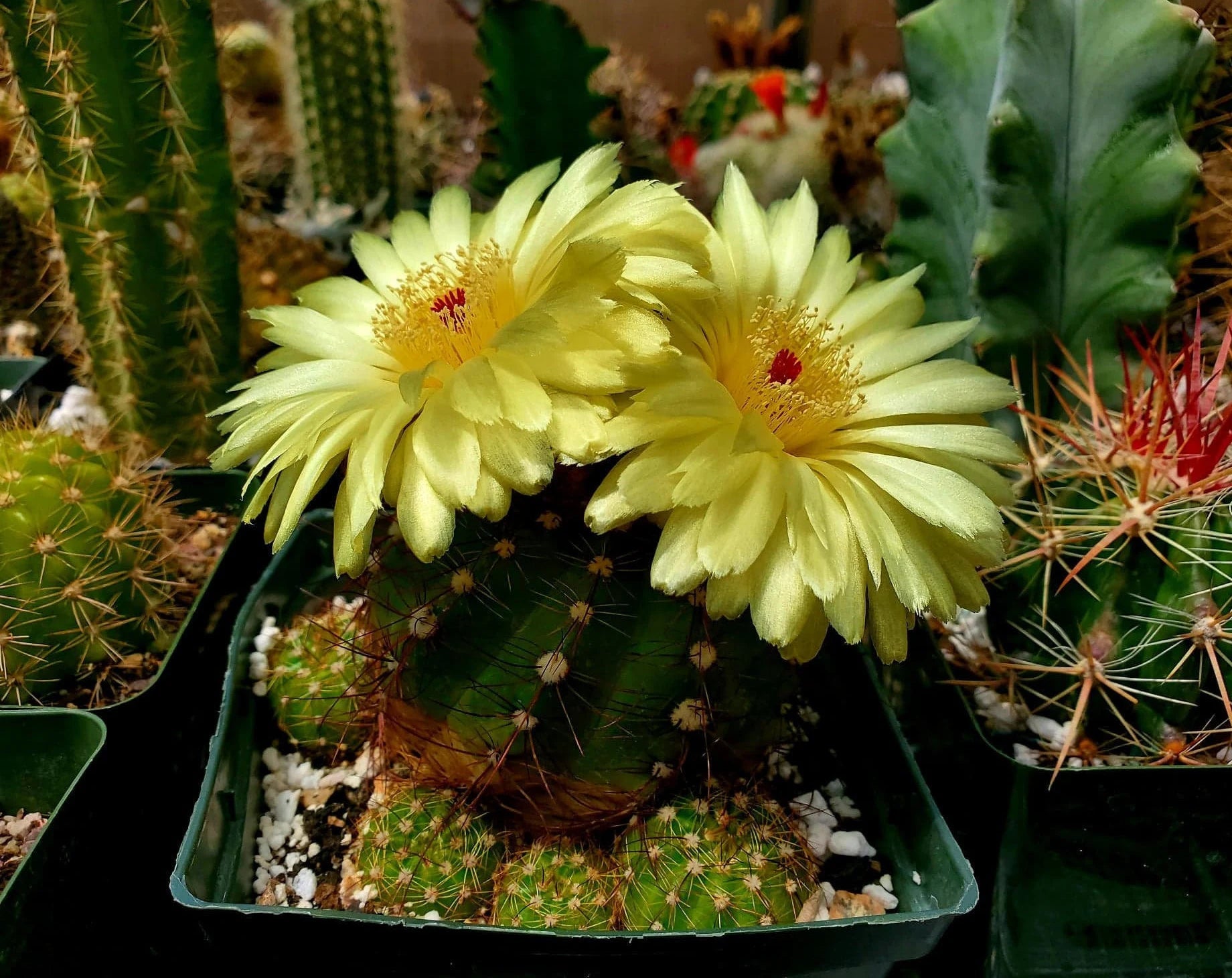 Parodia ottonis - 10 Semi – Alta Germinabilità, Varietà Selezionata, Non-GMO
