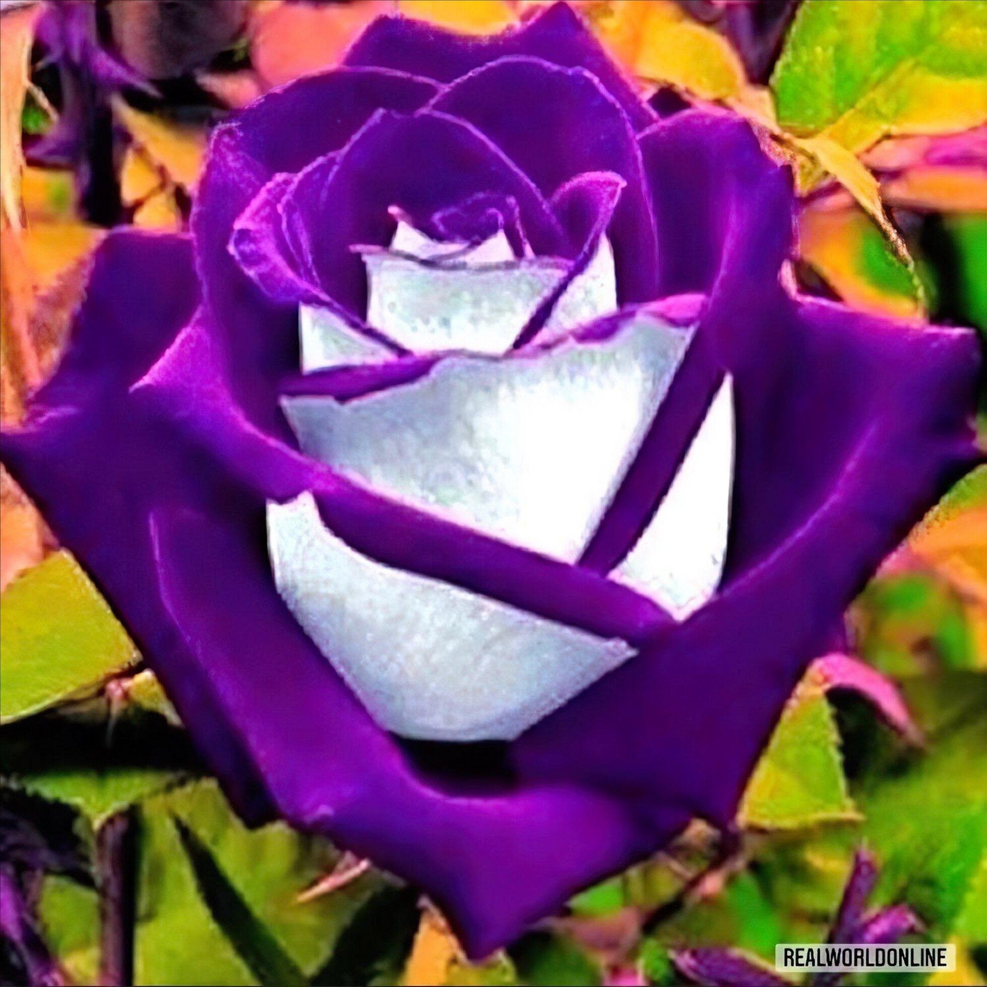 SEMI ROSE OSIRIA viola 50 pcs semi rari di fiore esotico, fiori perenni, rosa rara - alta qualità semi selezionati